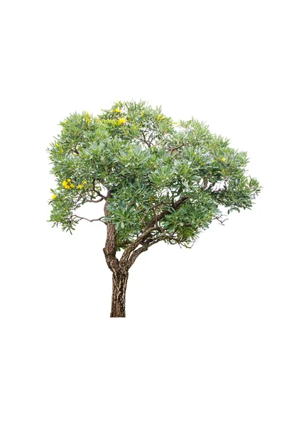 Baum isoliert auf weiß — Stockfoto