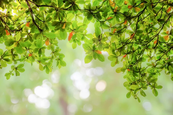 Blur leaves on abstract bokeh natrue background — Stock Photo, Image