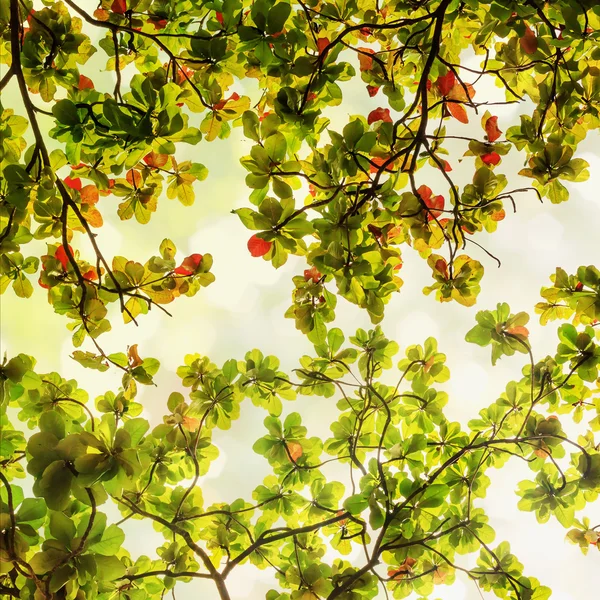 추상적인 bokeh natrue 배경 잎 — 스톡 사진