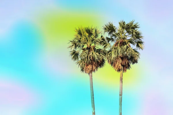 Cukru palmy, z tle nieba - efekt vintage filtra — Zdjęcie stockowe