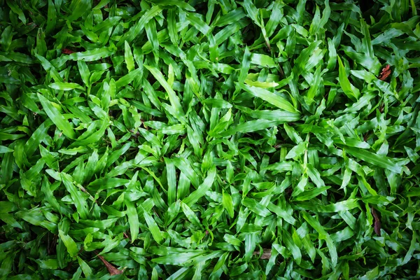 Fondo de hierba verde. —  Fotos de Stock