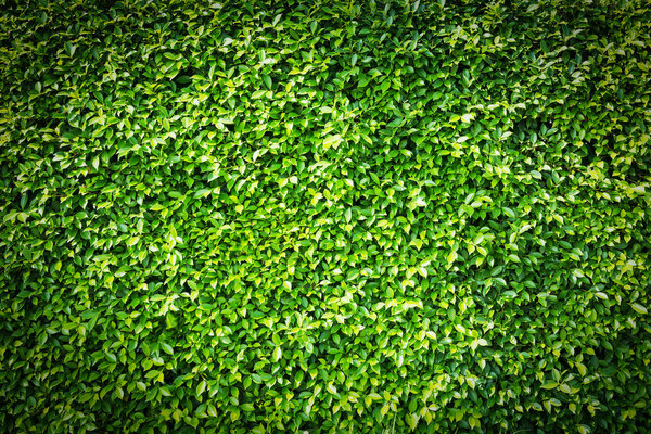 Green leaves wall background