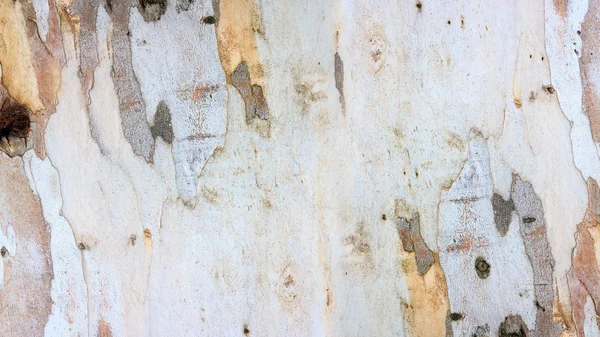 Okaliptüs kabuk dokusu