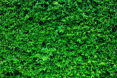 Yeşil Yapraklar duvar arkaplanı