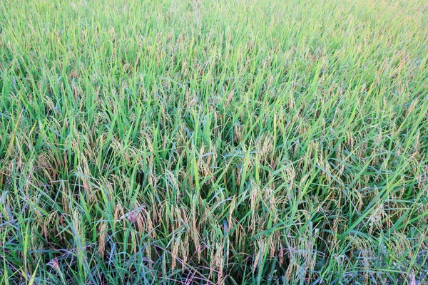 Зеленый рисовый фон — стоковое фото