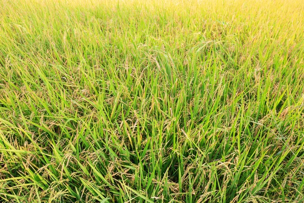 Campos de arroz fundo . — Fotografia de Stock