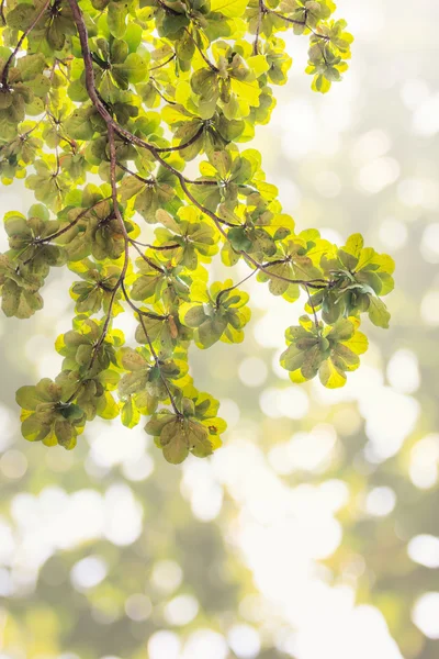 Bladeren op abstracte bokeh natrue achtergrond vervagen — Stockfoto