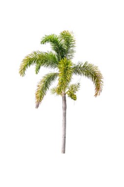 Beyaz palmiye ağacı