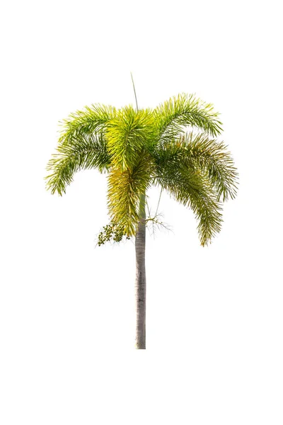 Palm tree isolated on white — Stock Photo, Image