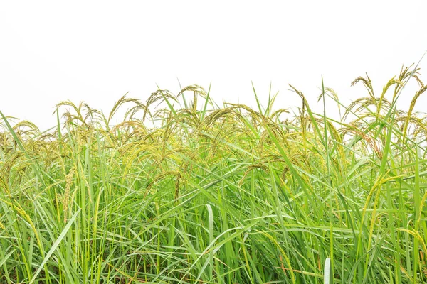 Зеленый рис на белом фоне неба — стоковое фото