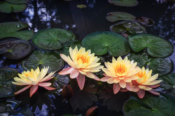 Mooie lotus in de vijver — Stockfoto