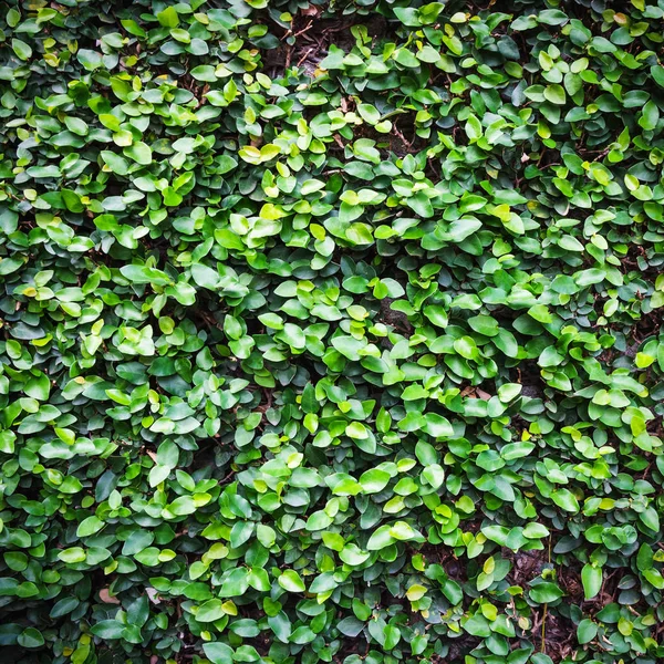 Green ivy leaves background — Stock Photo, Image