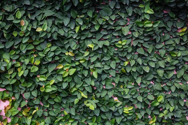 Gröna blad naturliga vägg. — Stockfoto