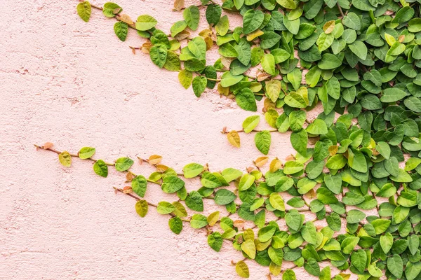 Wall of Ivy — Stock Photo, Image