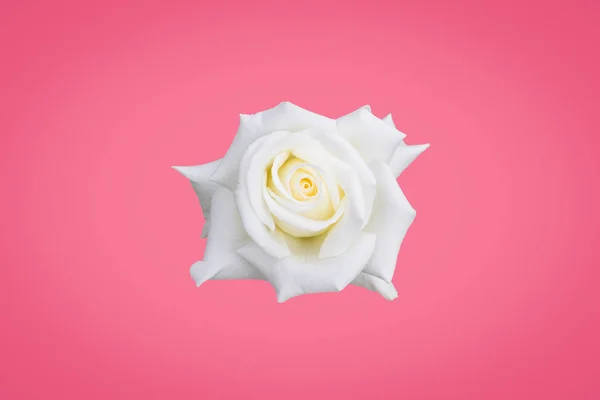 Biała Róża na różowym tle — Zdjęcie stockowe