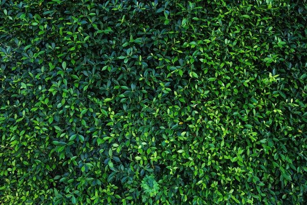 녹색 나뭇잎 자연 벽. — 스톡 사진