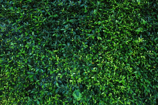 Hojas verdes pared natural . — Foto de Stock