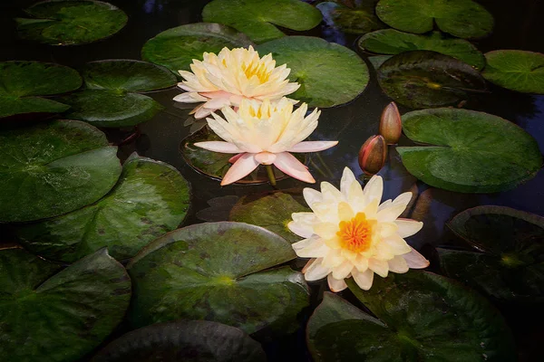 Aquarel schilderij van lotus blossom bloeien op vijver — Stockfoto