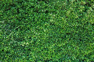 yeşil yaprakları doğal duvar.