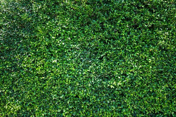 绿色的树叶自然墙. — 图库照片