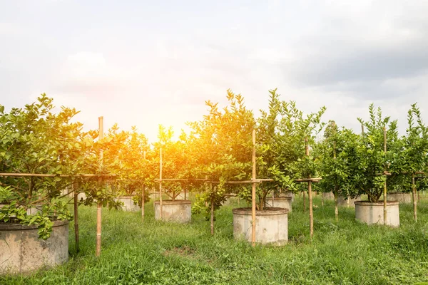 Lime plantage i Thailand. — Stockfoto