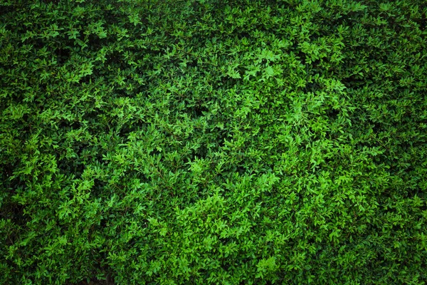 Folhas verdes parede natural . — Fotografia de Stock
