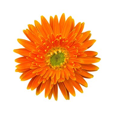 Beyaz izole turuncu Kasımpatı çiçeği