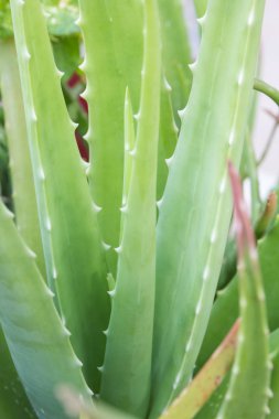 aloe vera bitkisi
