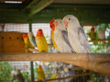 Güzel aşk kuşlar.