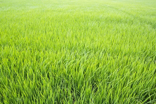 Grönt ris fält bakgrund. — Stockfoto