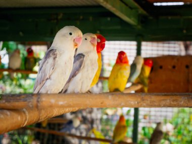 Güzel aşk kuşlar.