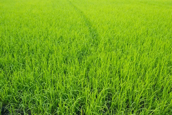 Green rice field background. — Stock Photo, Image