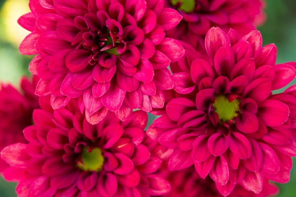 Borrão vermelho crisântemo flor fundo — Fotografia de Stock