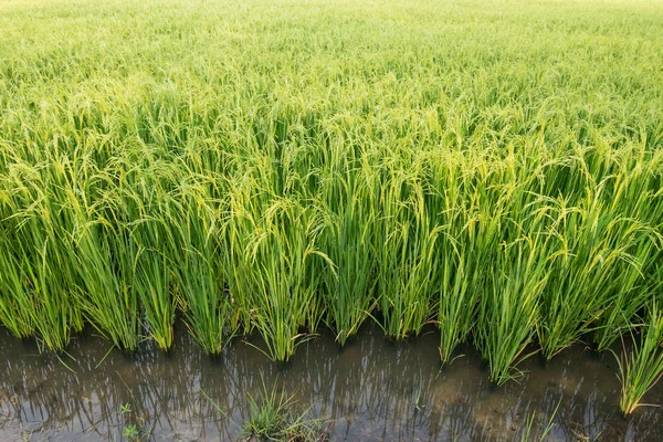 Πράσινο φόντο τομέα ρυζιού. — Φωτογραφία Αρχείου
