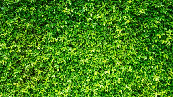 Yeşil yaprakları doğal duvar. — Stok fotoğraf