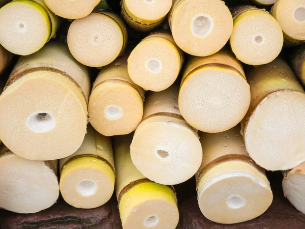 Gele bamboe shoot achtergrond. — Stockfoto