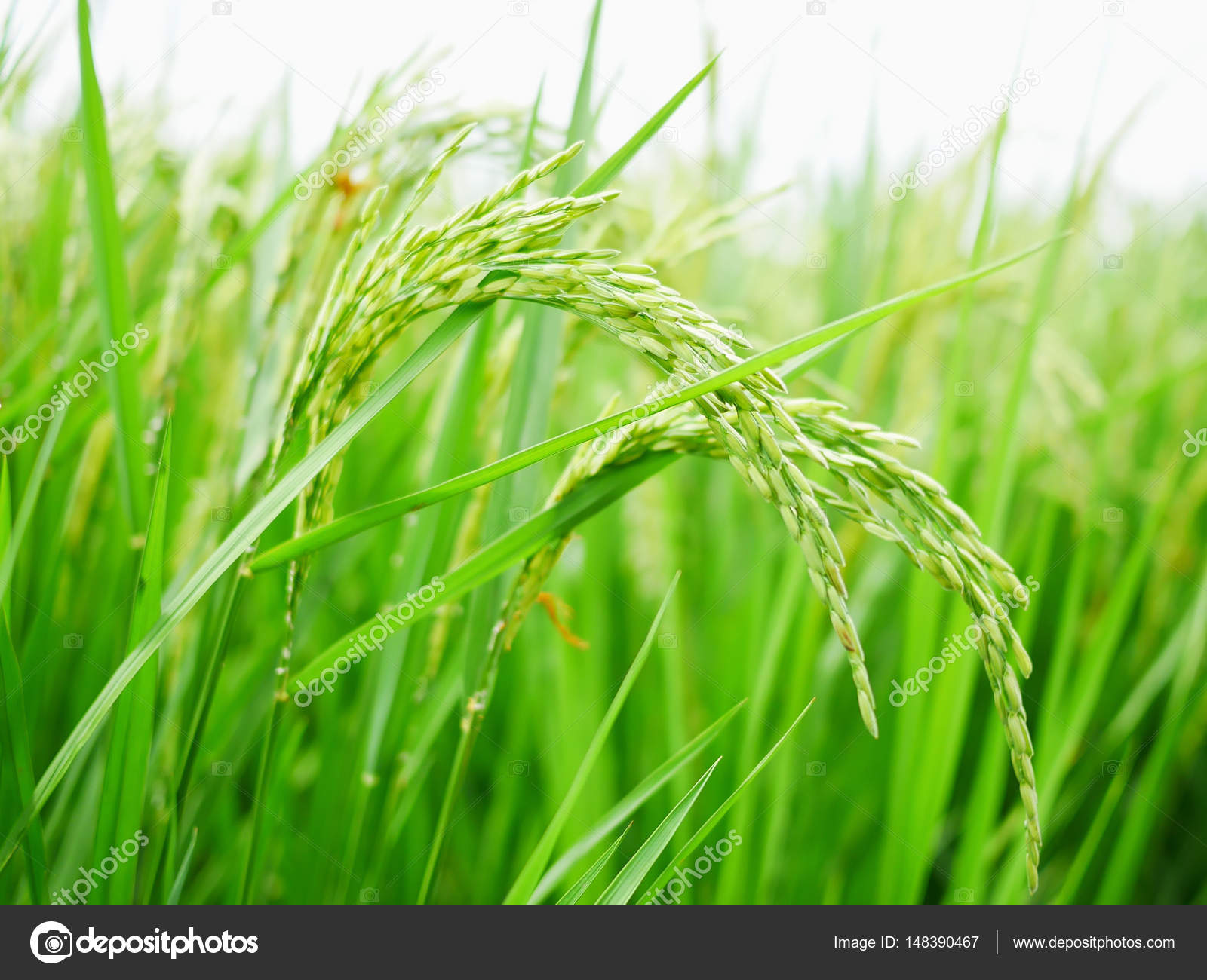 Green rice field background. Stock Photo by ©jpkirakun 148390467