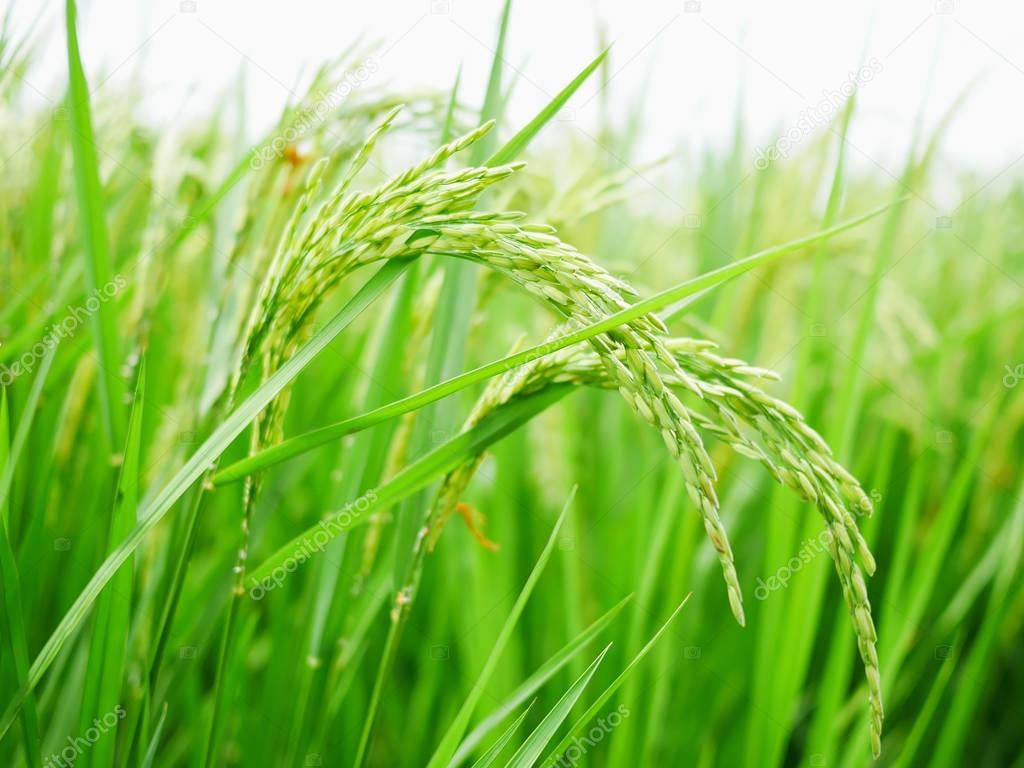 Green rice field background.