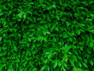 yeşil yaprakları doğal duvar.