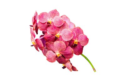 Orkide beyaz zemin üzerine