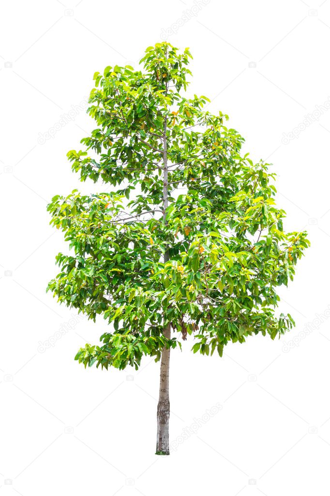 tree isolated on white
