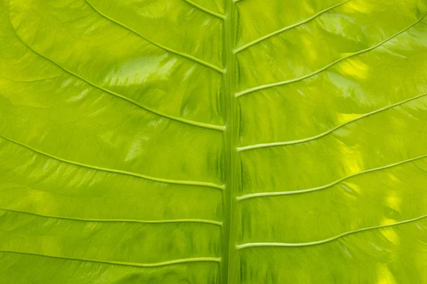 Groene blad textuur — Stockfoto