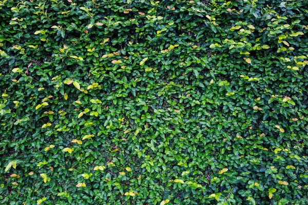 Folha verde parede natureza — Fotografia de Stock