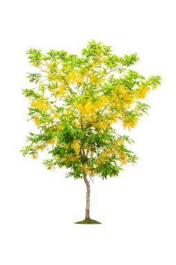 ağaç üzerinde beyaz izole