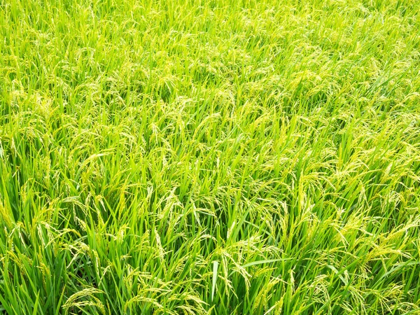 Campo de arroz verde fundo . — Fotografia de Stock