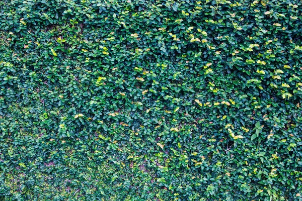 Зелене листя природна стіна — стокове фото