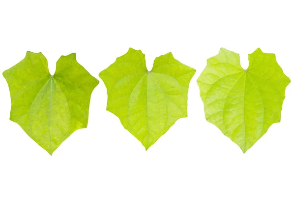 Зеленый лист изолирован на белом — стоковое фото