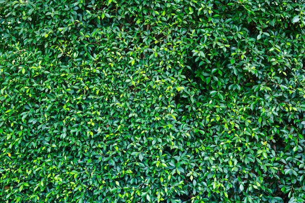 Gröna blad naturliga vägg. — Stockfoto