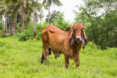 Kameraya bakarak alanındaki inek.