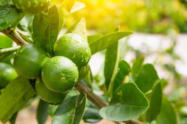 yeşil yaprak taze limon.